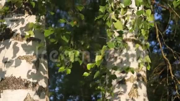 幼嫩的桦树叶和白色的树干被傍晚的阳光照亮视频的预览图