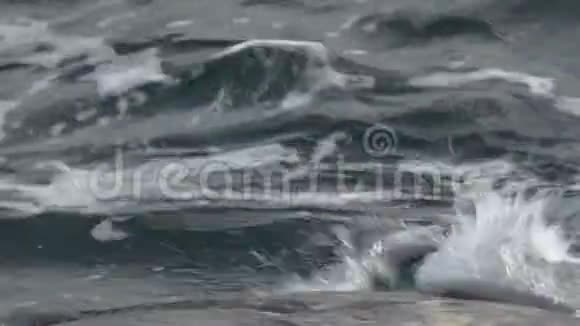 年轻的海狮幼仔从岩石上跳下来跳进海里视频的预览图