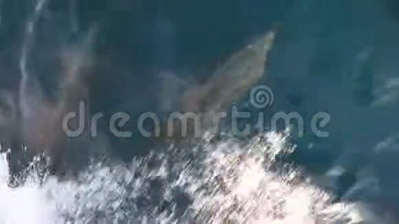 海豚在太平洋的船前在水下游泳视频的预览图