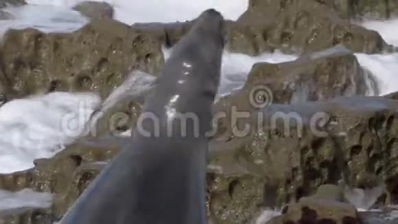 海狮试图在岩石上保持干燥视频的预览图