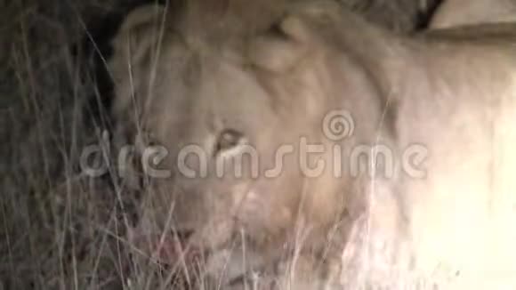 晚上吃小猎物的狮子视频的预览图