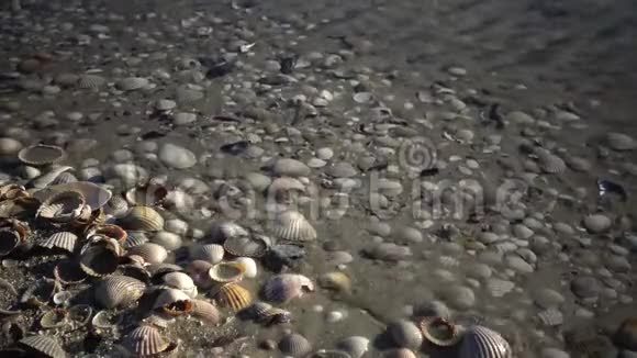 海浪覆盖着沙滩上的贝壳海浪溅在贝壳上海浪的美丽的浮雕贝壳视频的预览图