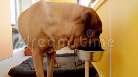 狗吃碗里的食物视频的预览图