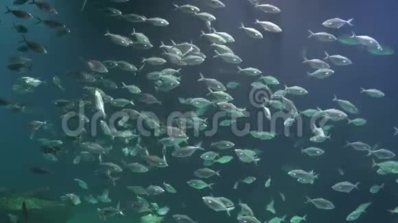 鱼游泳海底视频的预览图