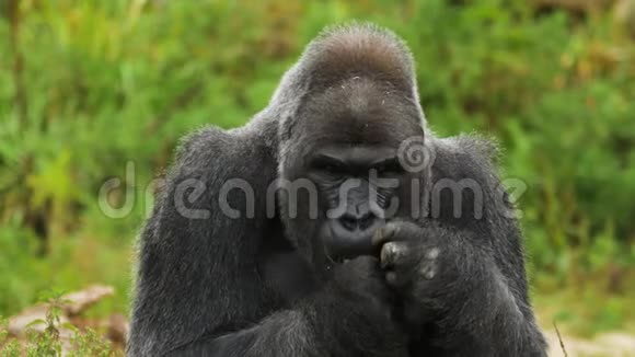 成年雄性大猩猩的肖像视频的预览图