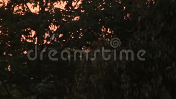 全景在背景黄昏日落时留下树木金色夕阳森林视频的预览图