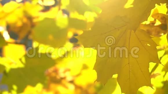 秋天的枫叶在风中摇曳阳光透过它们照耀视频的预览图