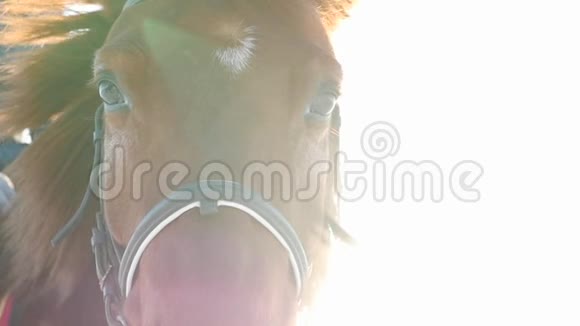 一匹马看着摄像机的肖像慢动作视频的预览图