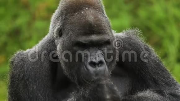 成年雄性大猩猩的肖像视频的预览图