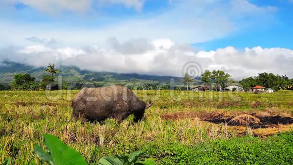 水水牛在水稻中放牧视频的预览图