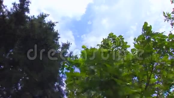 天空和树木01视频的预览图