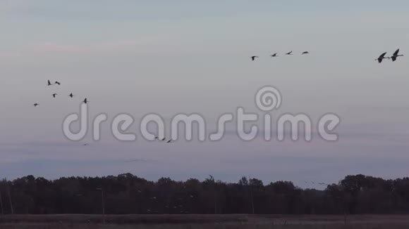 山鹤在迁徙途中在沼泽降落过夜视频的预览图