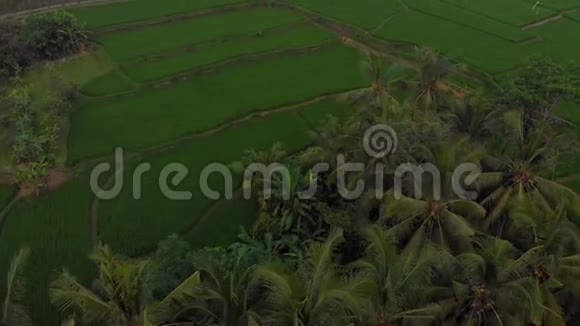 空中拍摄的一个热气球正飞过绿色的大稻田旅行到巴厘岛的概念视频的预览图
