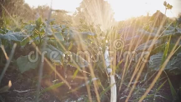 在太阳光线下缓慢地在日落时用水浇灌黄瓜视频的预览图