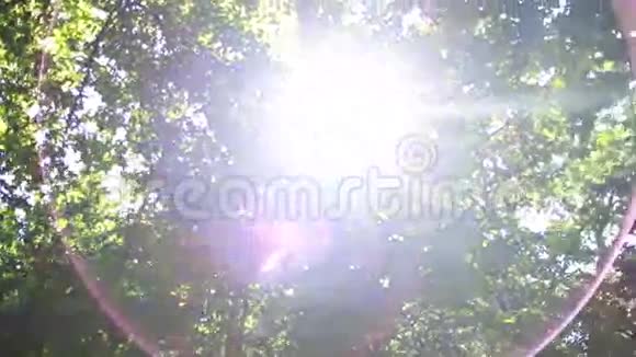 阳光透过树木照耀视频的预览图
