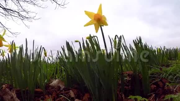 公园里开着黄色的春花刮风的日子春天的象征视频的预览图