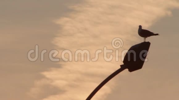 夕阳背景下海鸥坐在灯笼前船港灯柱上的鸟视频的预览图