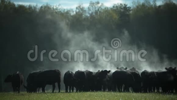 一群黑安格斯公牛在清晨的牧场上视频的预览图
