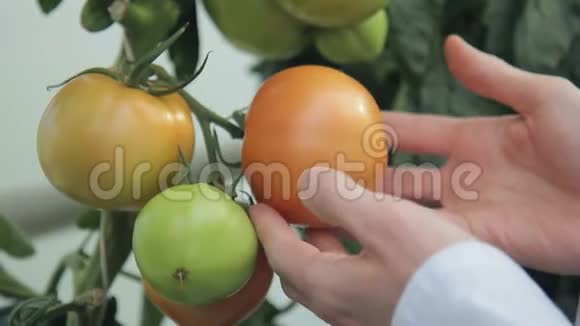 灌木上成熟美味的健康蔬菜番茄特写镜头视频的预览图