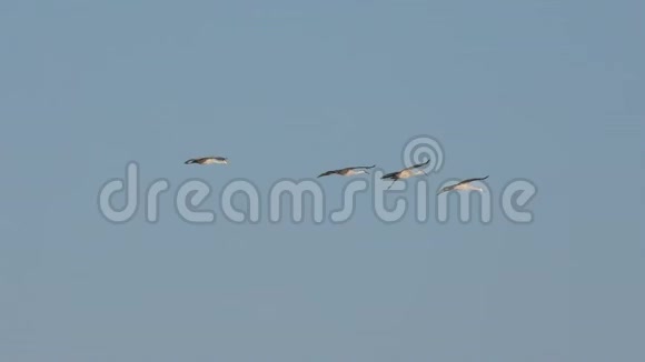 沙丘鹤在迁徙过程中降落在沼泽视频的预览图