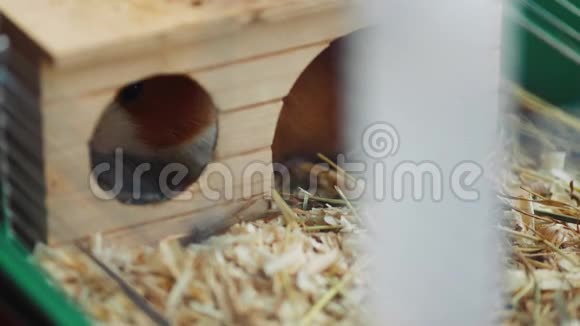 几内亚猪坐在笼子里吃动物食物视频的预览图