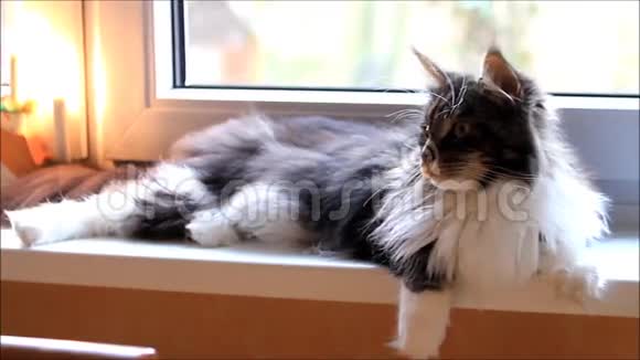 小猫缅因科恩视频的预览图