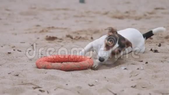 狗在海滩上玩玩具视频的预览图