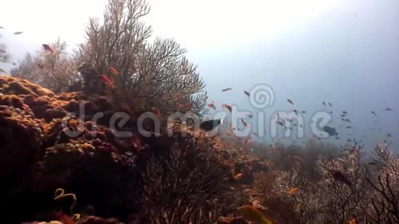 珊瑚马尔代夫背景下的亮黄色橙色鱼类学校视频的预览图