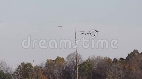 沙丘鹤在迁徙过程中降落在沼泽视频的预览图