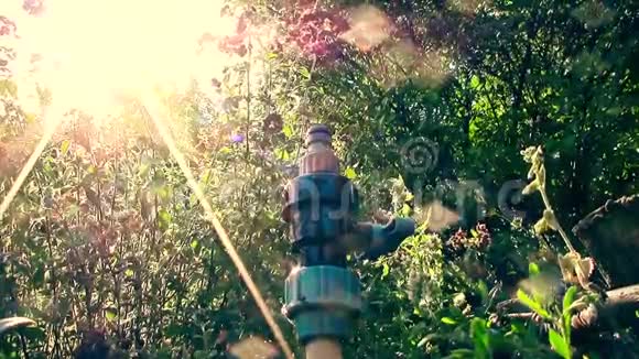一股水从喷雾器的阳光透过绿叶发出新的自然景观视频片段视频的预览图