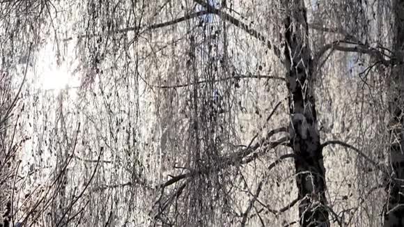 枝上白雪覆盖的桦树映衬着蓝天下雪了视频的预览图