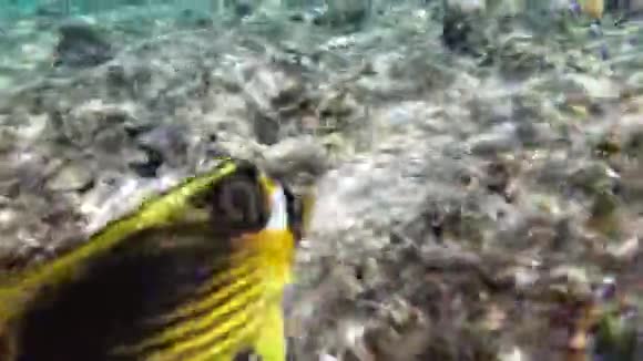蝴蝶黄鱼和其他漂浮在红海附近珊瑚礁的五颜六色的鱼埃及视频的预览图