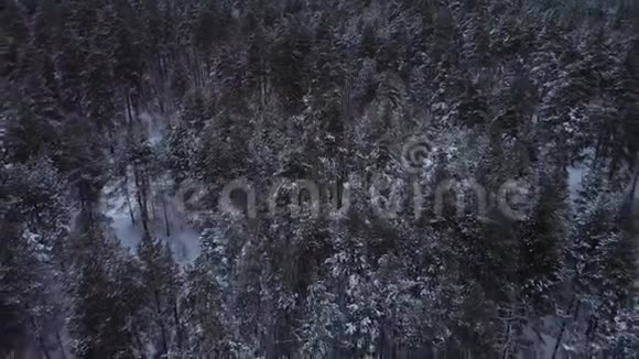 在一个寒冷的白天飞过冬天的森林视频的预览图