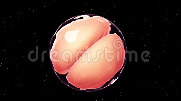 2细胞期胚胎视频的预览图