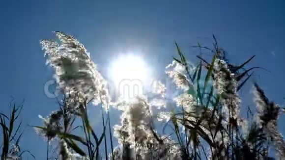 看到太阳和光在一排移动的芦苇中闪耀视频的预览图