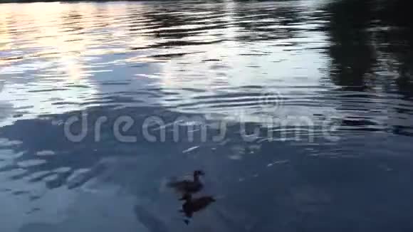 鸭子在4K河里游泳视频的预览图