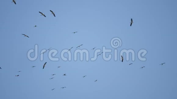 海鸥之鸟高飞于天空视频的预览图