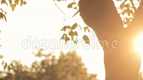 在夏日的背景阳光下留下树枝树木剪影视频的预览图