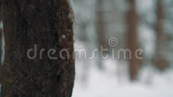 冬天的一天在森林里的雪道上散步的年轻人视频的预览图