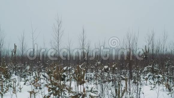冬天的那天在白雪覆盖的草原灌木丛上散步的年轻人视频的预览图