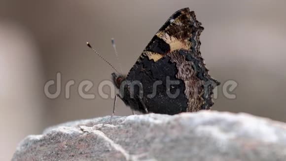 小蝶荨麻疹喂食飞行和休息在岩石和伞形花序苏格兰六月视频的预览图