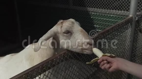 绵羊吃香蕉从儿童手股票录像视频的预览图