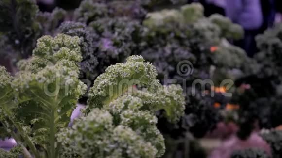 在白色的木制背景下不同的绿色植物在花盆中种植沙拉现代厨房室内冰面视频的预览图