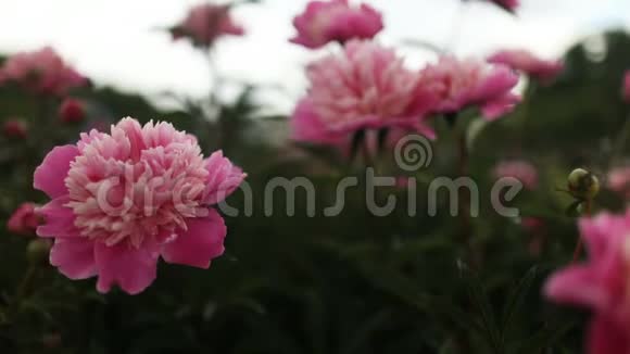 美丽的花朵牡丹呈粉红色的牡丹花背景视频的预览图