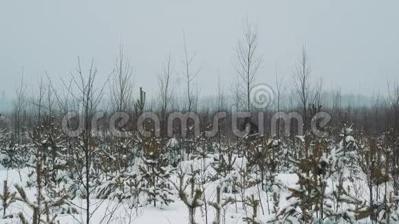 年轻的徒步旅行者在白雪覆盖的草原灌木上散步冬日视频的预览图