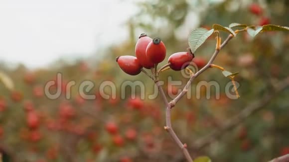 玫瑰屁股在野狗玫瑰灌木丛中近距离观看红色水果狗的浆果在灌木丛中升起野玫瑰果实视频的预览图