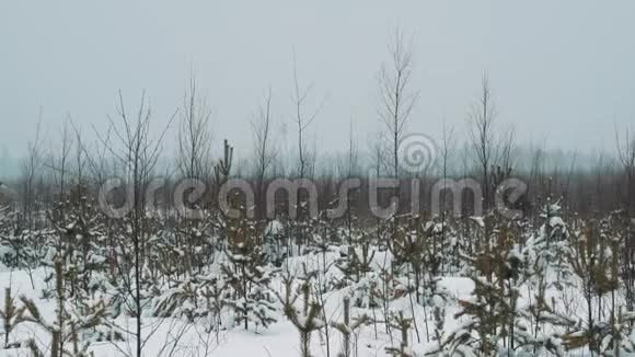 年轻的旅行者在白雪覆盖的草原灌木上散步冬日视频的预览图