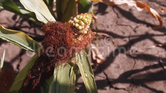 玉米芯和蠕虫害虫日落时的玉米田玉米田和天空有美丽的云彩安定玉米视频的预览图