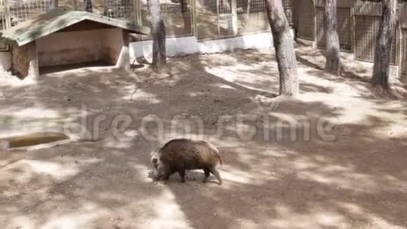 野猪在农场里散步视频的预览图