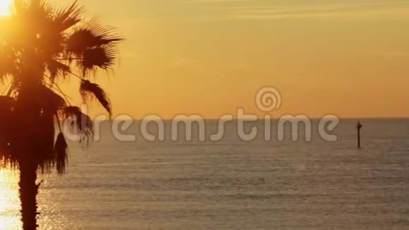 在热带海滩的海洋中观看背景金色日落的棕榈树全景视频的预览图